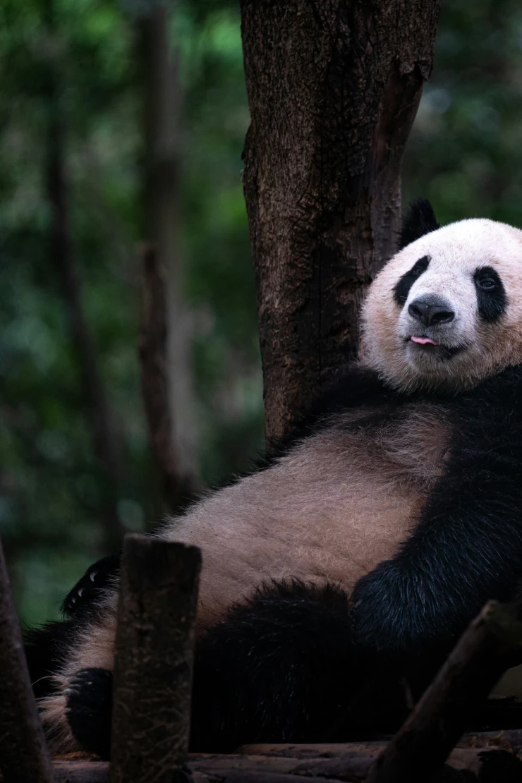 Schwarzwei&szlig;er Panda sitzt entspannt auf einem Baumast im dunklen, gr&uuml;nen Wald und blickt gelassen in die Ferne. Seine pelzige Silhouette hebt sich deutlich vom unscharfen Hintergrund ab, w&auml;hrend er gem&auml;chlich auf dem Ast ruht.