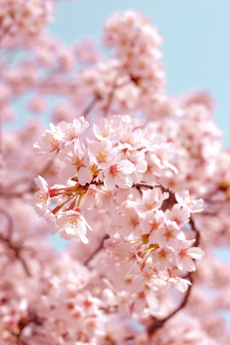 Zarte rosa Kirschbl&uuml;ten in voller Bl&uuml;te vor einem klaren hellblauen Himmel, symbolisch f&uuml;r die Sch&ouml;nheit und Verg&auml;nglichkeit des Fr&uuml;hlings in Japan.