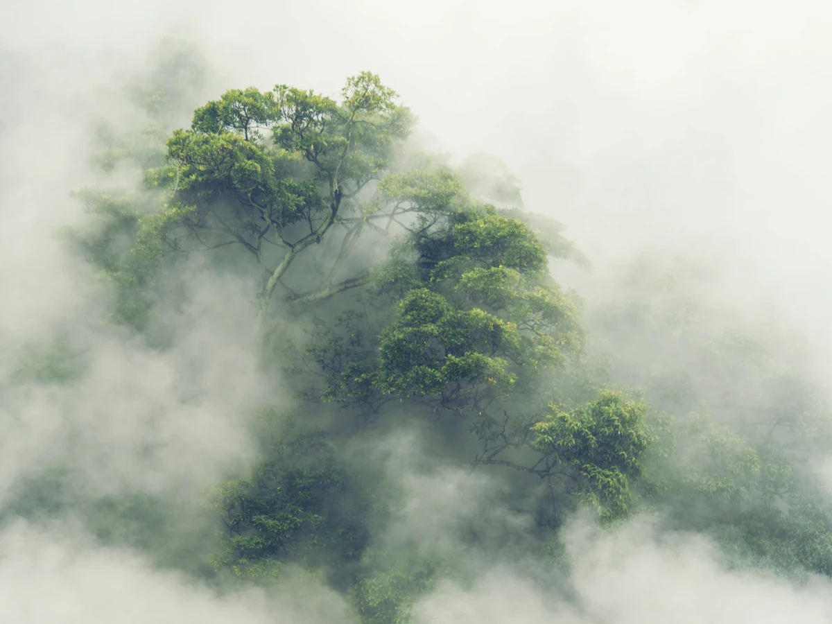 Nebelverhangener Baum mit &uuml;ppigem gr&uuml;nem Bl&auml;tterdach, der aus dichten wei&szlig;en Wolken ragt und eine mystische, geheimnisvolle Atmosph&auml;re ausstrahlt.